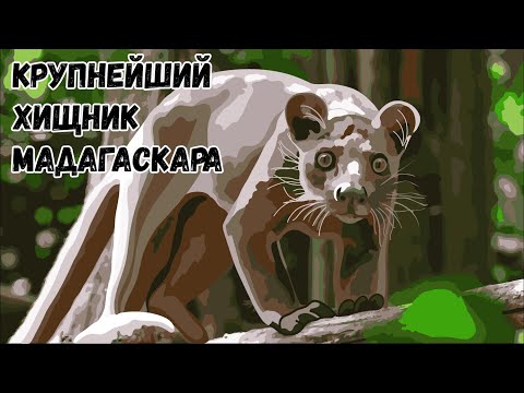 Хищная фосса охотится на лемуров