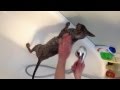 Cornish Rex Cat Wash の動画、YouTube動画。