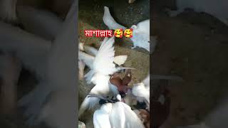 আমাকে দেখে কবুতর গুলোর কী অবস্থা।youtubeshorts videos pigeonbird