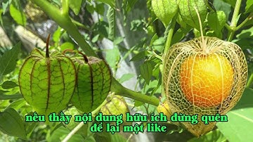 CÂY TẦM BÓP: 18 CÔNG DỤNG “QUÝ HƠN NHÂN SÂM”? 5 TÁC HẠI DÙNG SAI LÀ RƯỚC HOẠ CHO SỨC KHOẺ!