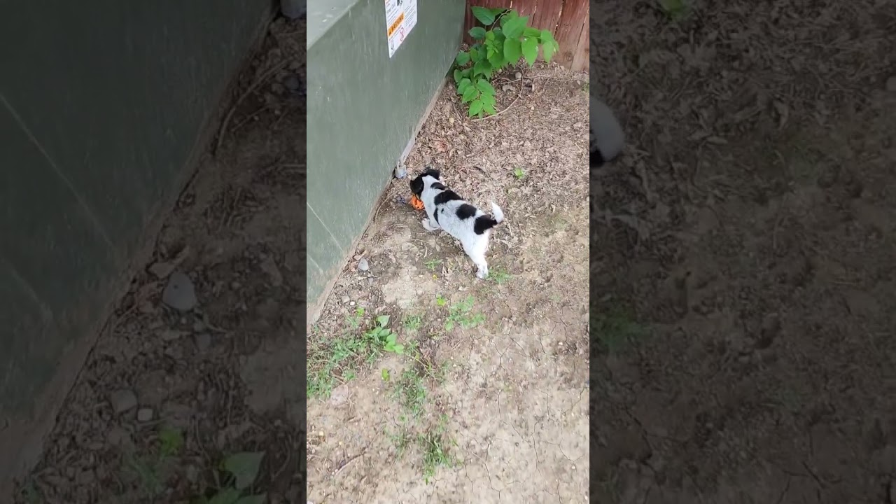 belly button playing