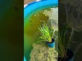 Pool pond feeding #fish #ihavethisthingwithplants #fishtank #planetaquarium #fishpond