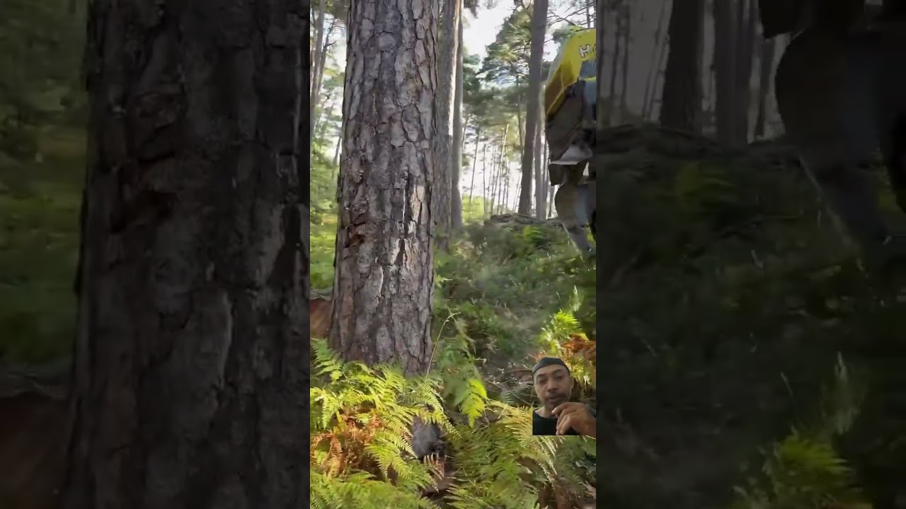 Tech evolution - sharp tree cutting 