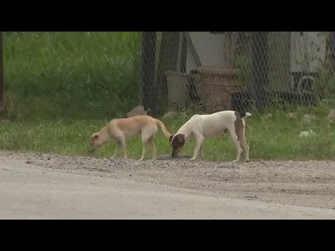 Videó: A sarkvidéki robbanás figyelmeztetéseket hoz a kutyák tartására