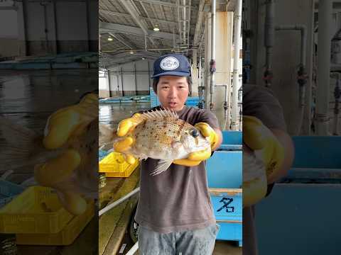 今一番旨い白身魚はこれ！！ #seafood #魚屋 #shorts