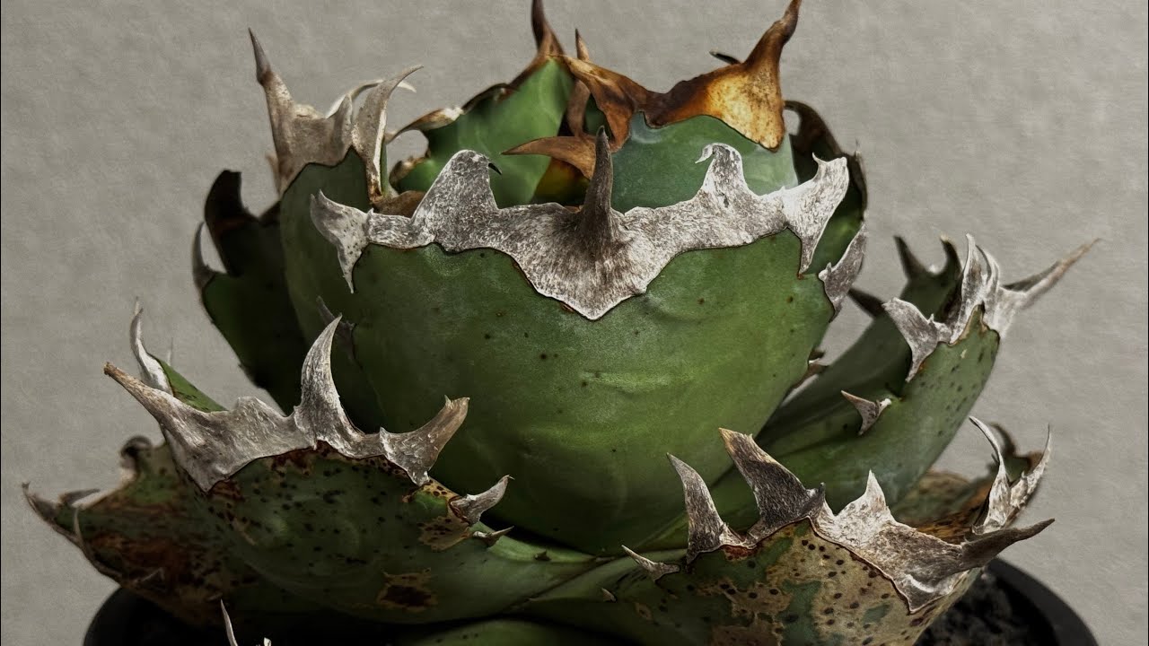 20260221 アガベ・チタノタ 阿修羅-020｜Agave titanota ashura - YouTube