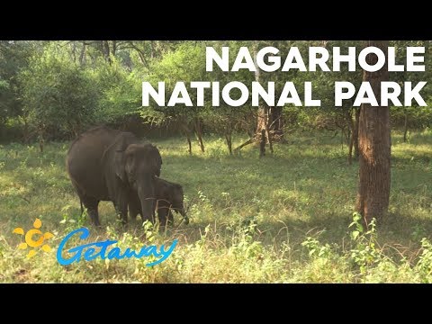 Vidéo: Un voyage au parc national de Kaziranga