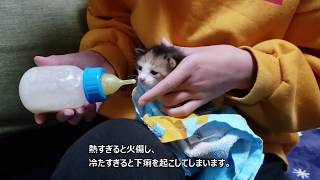 #8　子猫にミルクをあげるやり方