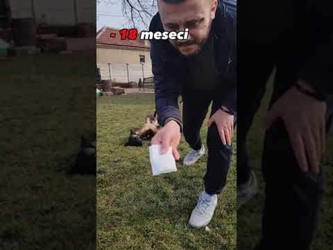 Video: 20 Sneezing Dog lica tako smiješna da nikada nećete žaliti zbog lošeg dana