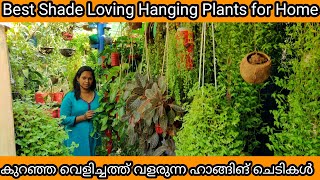 20 Best Shade Loving Fast Growing Hanging Plants | കുറഞ്ഞ വെളിച്ചത്ത് വളരുന്ന 20 ഹാങ്ങിങ് ചെടികൾ