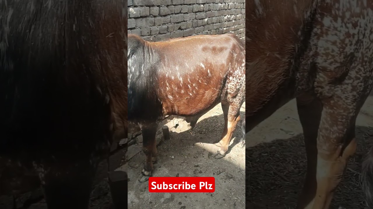 Village Simple Life🤗