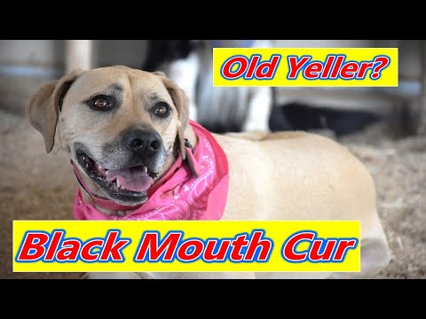 Video: Wie sieht ein Black Mouth Cur aus?