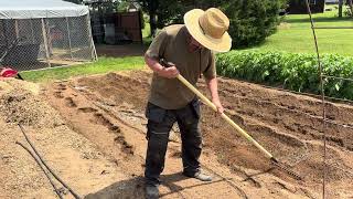 5 reasons I make row mounds for sweet potatoes 🍠 