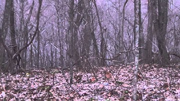 Assembly Hen Yelps and Kee Kee Run Turkey Calling