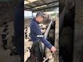 This clever sheep trick looks simple… until you realize how smart it actually is 🐑😳