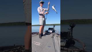 Bass on the ol MAG DRAFT!!!! #fishing #bassfishing