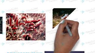Geosci106  Spring 2021 First Draft - Chemosynthesis