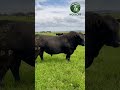 Meet the Angus bull