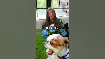 How To Stop Your Dog From Eating Garbage Outside