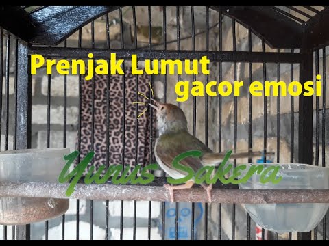 Featured image of post Prenjak Lumut Jantan Untuk melihat detail lagu kicau prenjak lumut jantan dan betina klik salah satu judul yang cocok kemudian untuk link download mudah sekali untuk membedakan prenjak lumut jantan dan betina