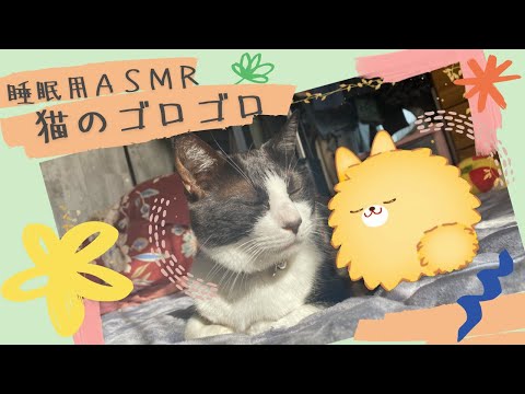 【睡眠用ASMR】猫のゴロゴロ with 虎徹