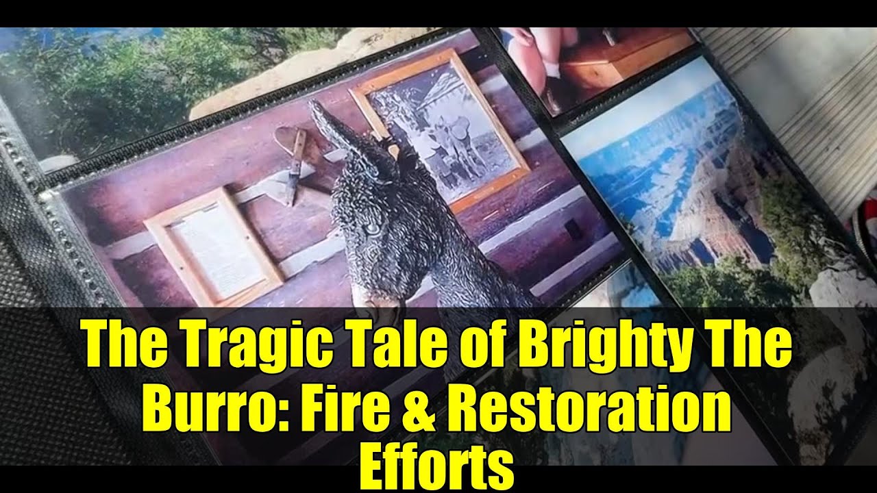 The Tragic Tale of Brighty The Burro: Fire & Restoration Efforts
