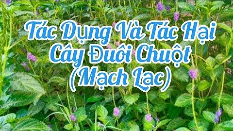 CÂY ĐUÔI CHUỘT ( MẠCH LẠC )/ TÁC DỤNG VÀ TÁC HẠI || @vyna9824