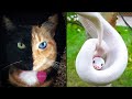 10 ANIMAIS COM CORES UNICAS