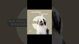 Time for Dog Breed Tuedays! The Old English Sheepdog!