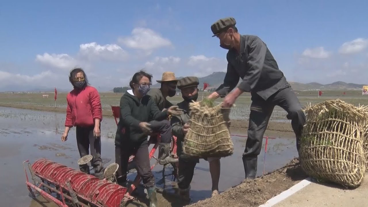 北朝鮮で田植え始まる マスク姿、増産訴え - YouTube