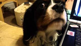 My Cavalier King Charles Spaniel talking to me