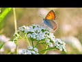 10 HOURS Relaxing Music with Nature Sounds, Forest  Music, Sea Waves, Spa