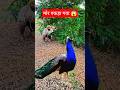 Forest Mein Rare Peacock Catching 🦚 | Amazing Wildlife Moment | Peacock Rescue &amp; Catch Video #birds