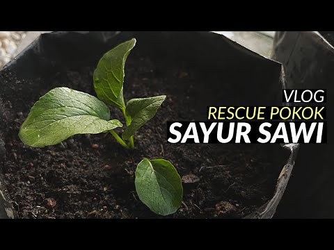 Vlog Rescue Pokok Sayur Sawi