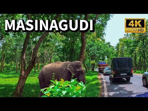 Masinagudi | മസിനഗുഡിയിലേക്ക് ഒരു യാത്ര | 4K UHD