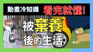 寵物收容所爆滿?!貓狗被棄養會被怎樣■小冷知識科普 動畫