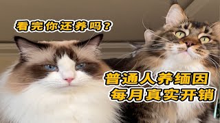 新手养猫普通人月均多少才能养好缅因猫