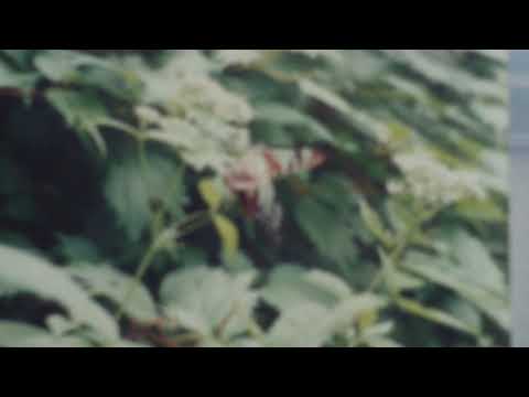僕の贈りもの/オフコース・カバー