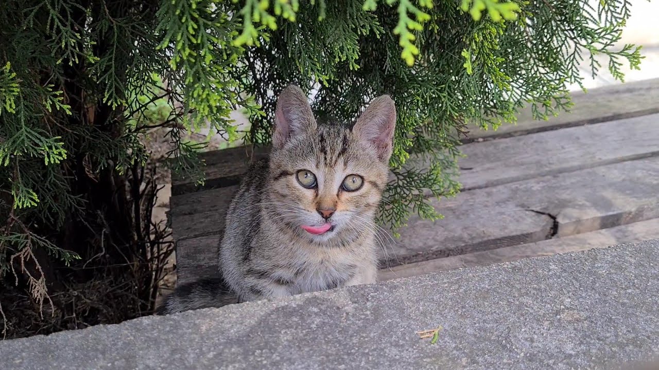 A Very Cute and Very playful tabby Kitten.