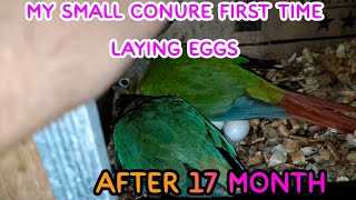 My small conure: first time laying eggs: after 17 month: