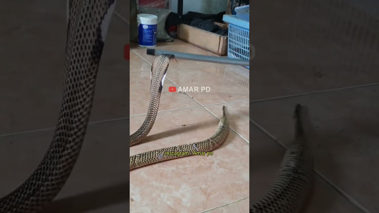CARA MENANGKAP ULAR COBRA YANG MASUK KE DALAM RUMAH... 