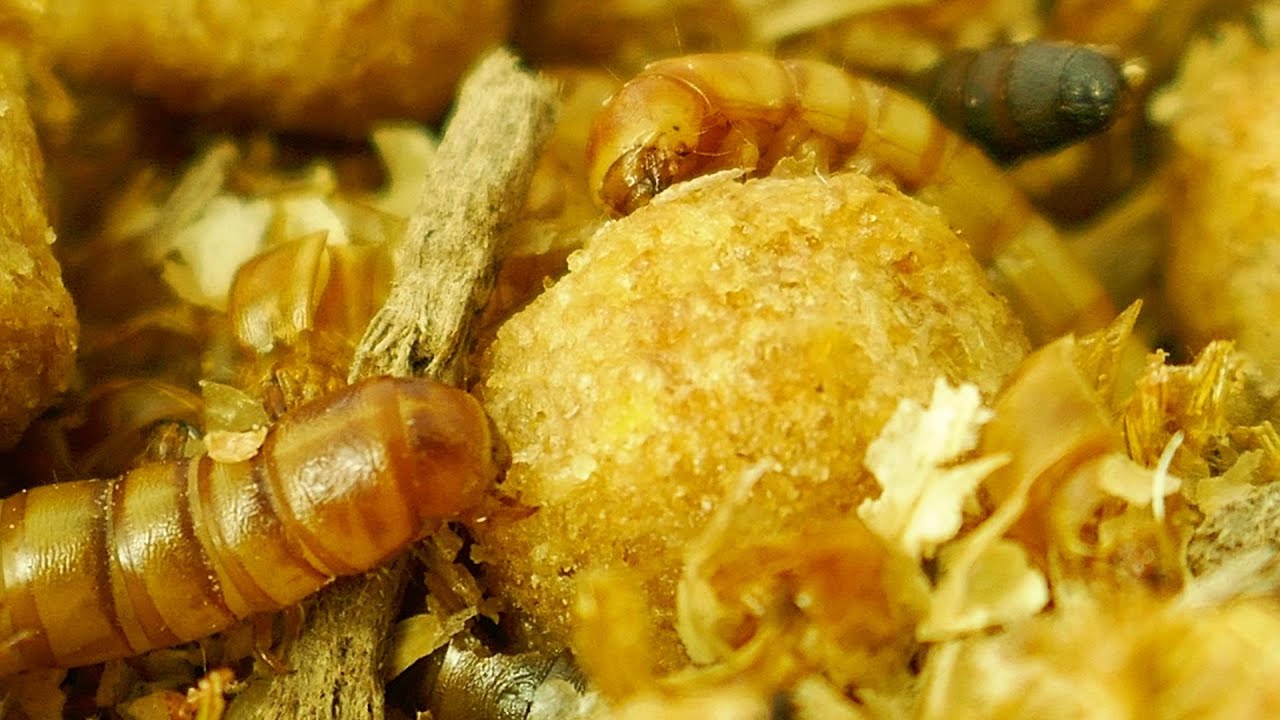 給餌 ドッグフードを食べるミルワーム チャイロコメノゴミムシダマシ Youtube