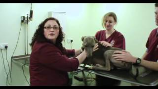 IMV imaging cardiac ultrasound video 10 - Summary of the cardiology videos