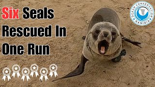 Six Seal Rescues In One Run!