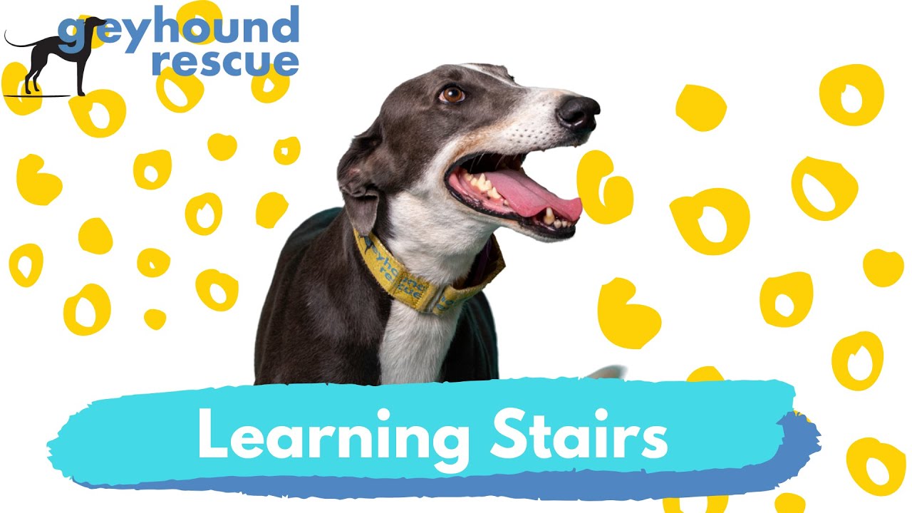 Greyhound Rescue Learning Stairs YouTube