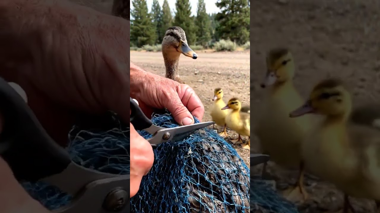 Calming a Panicked Mother Duck with Soft Words. 🌙 