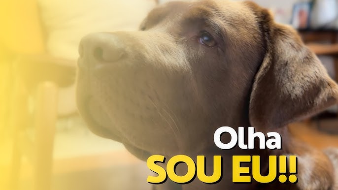 Toddynho ganha versão em PET - EmbalagemMarca