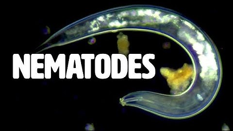Soil Nematodes | Regenerative Soil Microscopy with Matt Powers