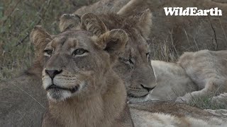 Where the buffalo are the lions will follow!
