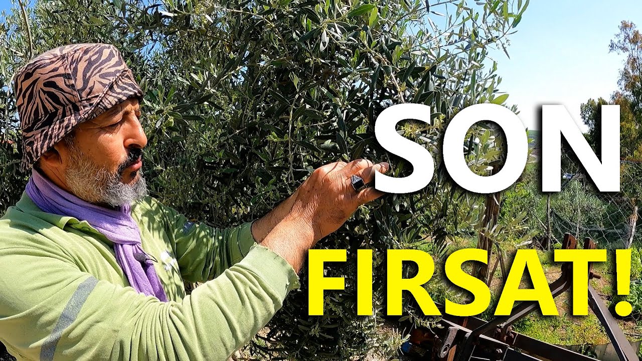 Zeytinde Çiçek Öncesi Yapılması Gereken Bakım Uygulaması